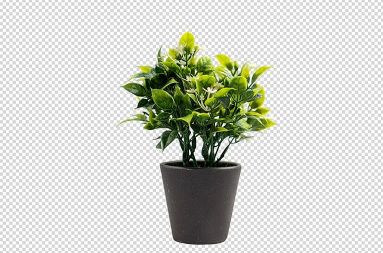 Tree-Transparent-Background-Creation-Afer
